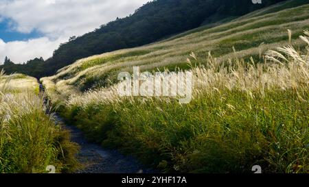 Als ich meinen Fotospaziergang durch die Sengokuhara Silver Grass Fields am Nordhang des Mt. Hakone in der Präfektur Kanagawa, Japan, habe ich angehalten Stockfoto