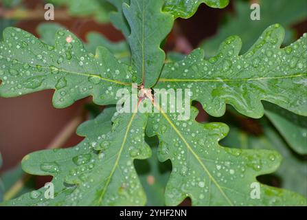 Ein paar Blätter auf einem Zweig eines Baumes, dann ein Tag Regen, es gibt mehrere Tropfen, die über die Pflanze verteilt sind. Stockfoto