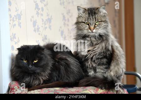 Eine schwarze Katze mit gelben Augen sitzt auf weißem Hintergrund. Die Augen der Katze sind weit geöffnet, was ihr ein neugieriges und wachsames Aussehen verleiht Stockfoto