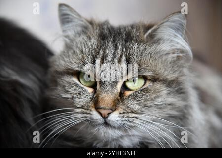 Eine schwarze Katze mit gelben Augen sitzt auf weißem Hintergrund. Die Augen der Katze sind weit geöffnet, was ihr ein neugieriges und wachsames Aussehen verleiht Stockfoto