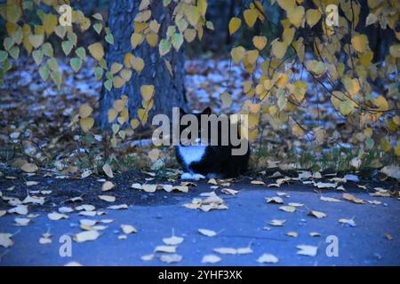 Eine schwarze Katze mit gelben Augen sitzt auf weißem Hintergrund. Die Augen der Katze sind weit geöffnet, was ihr ein neugieriges und wachsames Aussehen verleiht Stockfoto