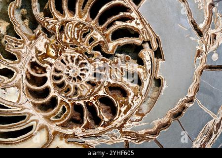 Eine coss-Sektion eines großen Ammoniitfossils im Natural History Museum in London. Stockfoto