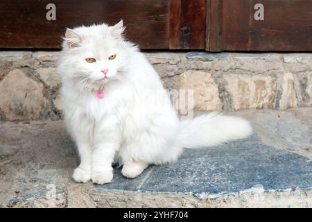 Flauschige weiße Katze mit gelben Augen und rosa Kragen, die auf einem Steinpflaster vor einem rustikalen Mauerhintergrund sitzt. Stockfoto