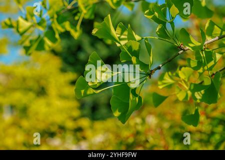 Ginkgo Biloba-Baumzweig. Grüne Blätter, selektiver Fokus. Stockfoto