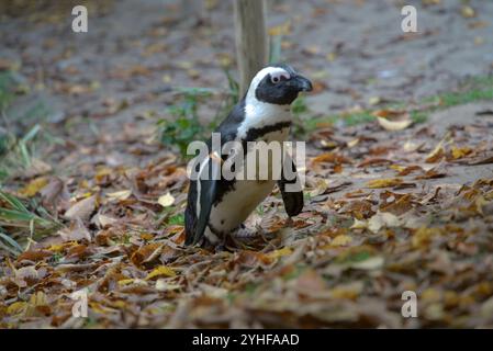 Pinguin Porträt in der Wildnis Stockfoto