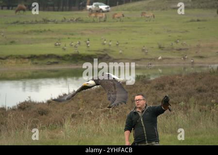 Majestätische Ausstellung: Falconer und American Eagle im Flug Stockfoto