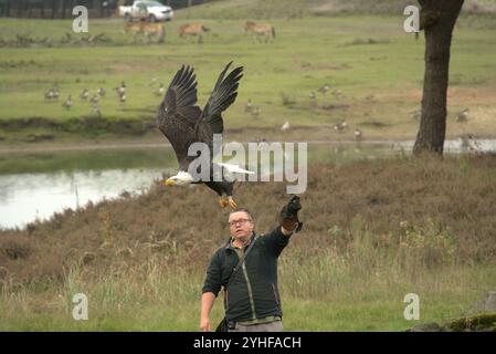 Majestätische Ausstellung: Falconer und American Eagle im Flug Stockfoto