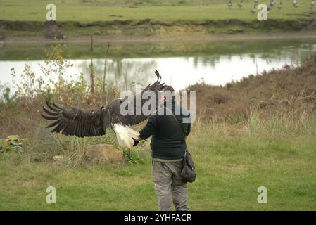 Majestätische Ausstellung: Falconer und American Eagle im Flug Stockfoto