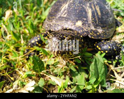 Die Europäische Teichschildkröte - Emys orbicularis, allso genannt Europäische Teichschildkröte und europäische Teichschildkröte Stockfoto