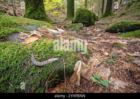 Leopardenschnecke oder große graue Schnecke (Limax maximus), Foreste Casentinesi Monte Falterona und Campigna Nationalpark, Toskana, Italien Stockfoto