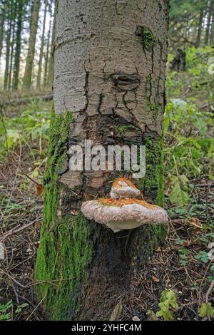 Roter Polyporenbaum (Fomitopsis pinicola) auf einem Baum, Foreste Casentinesi Monte Falterona e Campigna National Park, Toskana, Italien Stockfoto