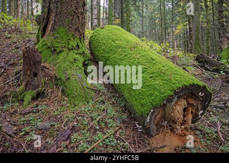 Gefallener Baumstamm mit Moos bedeckt, Foreste Casentinesi Monte Falterona e Campigna Nationalpark, Toskana, Italien Stockfoto