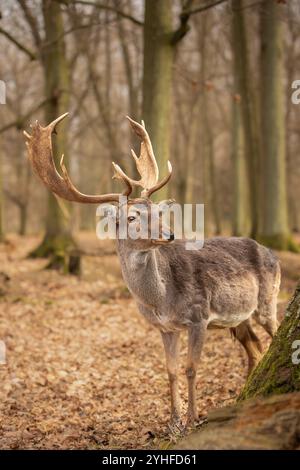 Vertikales Porträt eines europäischen Damhirsches mit Geweih im Braunwald. Majestätisches Pelztier steht draußen in Tschechien. Stockfoto