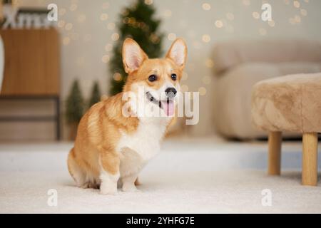 Ein fröhlicher Corgi sitzt auf einem weichen Teppich in einem gemütlichen Zimmer mit warmen Lichtern und einem Weihnachtsbaum im Hintergrund. Stockfoto