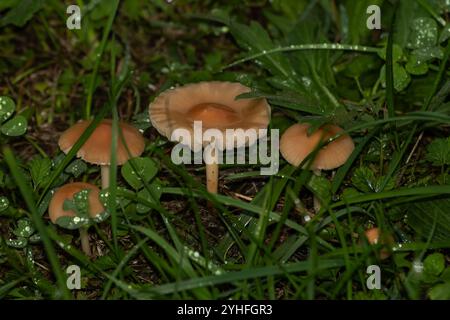 Winzige orangene Pilze sprießen aus dem nassen, grünen Gras, die durch Morgentau hervorgehoben werden und die komplizierte Schönheit eines feuchten Waldbodens zeigen Stockfoto