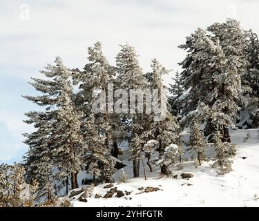 Ansammlung von Kiefern, die mit frischem Schnee bedeckt sind, auf einem Berghang, schaffen eine ruhige Winterszene unter einem weichen, bewölkten Himmel. Stockfoto