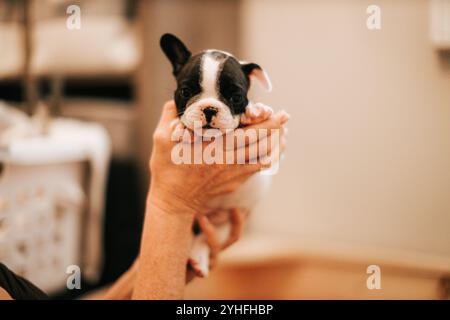 Französisches Bulldog-Hündchen in Händen mit einem Ohr nach oben Stockfoto