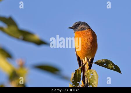 Blauer Rotstart (Phoenicurus frontalis) auf einer Baumspitze, nahe, Uttarakhand, Indien. Stockfoto