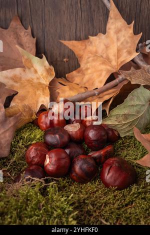 Trockene Blätter zusammen mit Kastanien, die von den Bäumen auf Moos- und Holzgrund gefallen sind Stockfoto