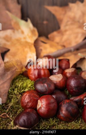 Trockene Blätter zusammen mit Kastanien, die von den Bäumen auf Moos- und Holzgrund gefallen sind Stockfoto