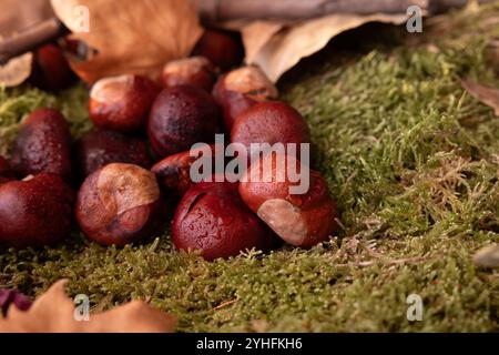 Trockene Blätter zusammen mit Kastanien, die von den Bäumen auf Moos gefallen sind Stockfoto