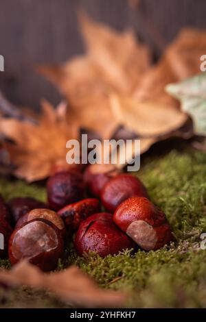 Trockene Blätter zusammen mit Kastanien, die von den Bäumen auf Moos gefallen sind Stockfoto