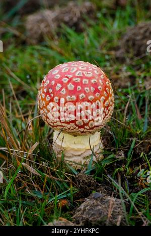 Fliegenpilze im New Forest Hampshire England. Stockfoto
