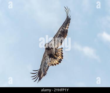 Jugendlicher Weißkopfseeadler Stockfoto