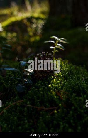 Eine Nahaufnahme eines Kiefernzapfens und einer kleinen Pflanze, die auf einem üppigen, moosbedeckten Waldboden wächst und von sanftem Sonnenlicht beleuchtet wird, um die ruhige Schönheit einzufangen Stockfoto