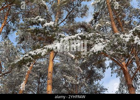 Wenn Sie von unten nach oben schauen, krönt die Kiefer die Äste in den Winterwäldern oder im Wald. Natur Stockfoto