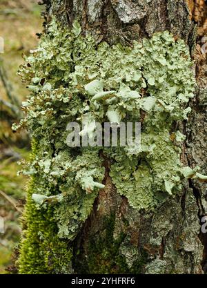 Battery Point Lighthouse an Portishead Wahrung der sea Lane in die Royal Portbury Dock in Avonmouth in der Nähe von Bristol UK Stockfoto