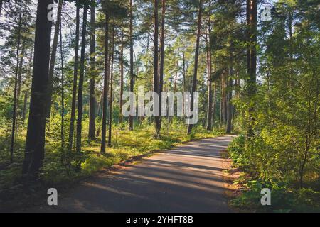 Ein gepflasterter Pfad führt durch einen Kiefernwald an der Küste, umgeben von Sonnenlicht und Baumschatten an einem klaren Sommertag, und bietet eine friedliche und malerische Route Stockfoto