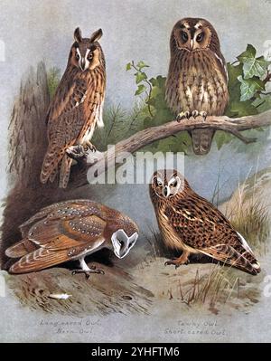 Langhaareule (Asio otus), Tawny-Eulen (Strix aluco), Scheuneneule (Tyto alba) und Kurzohrige Eulen (Asio Flammeus), Vintage-Aquarellillustration von 1915. Original des schottischen Künstlers Archibald Thorburn. Stockfoto