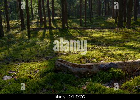 Eine friedliche Waldszene mit einem sonnendurchfluteten Pfad, umgeben von hohen Kiefern in dichten Wäldern. Das leuchtende grüne Moos und die verstreuten Schatten schaffen einen Stockfoto