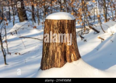 Baumstumpf bedeckt mit Schnee im Winterwald Stockfoto