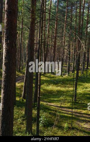 Eine friedliche Waldszene mit einem sonnendurchfluteten Pfad, umgeben von hohen Kiefern in dichten Wäldern. Das leuchtende grüne Moos und die verstreuten Schatten schaffen einen Stockfoto