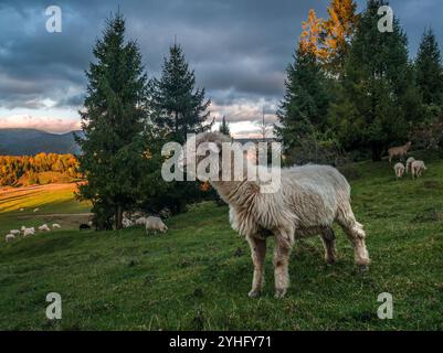 Ein Schaf, das friedlich auf grüner Weide weidet. Das Bild fängt die Ruhe und Einfachheit des Landlebens in einer ländlichen Umgebung ein. Stockfoto