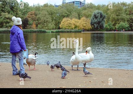 Ein Kind füttert Schwäne und Tauben an einem See in einem Park an einem bewölkten Tag. Stockfoto