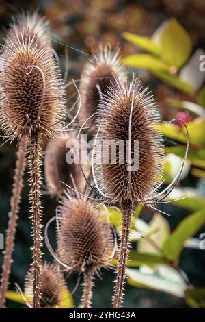 Magische Fruchtgruppen einer Teasel im Herbst, Deutschland, Nordrhein-Westfalen, Mönchengladbach Stockfoto