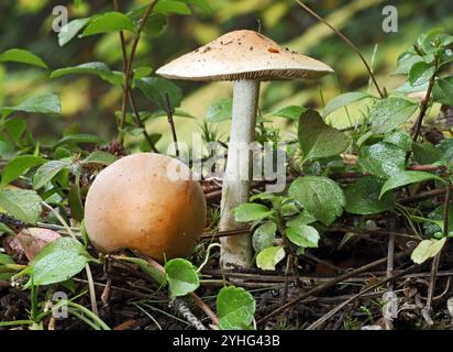 Poison Pie Mushroom, auch Bitter Poisonpie Pilze und Feenkuchen genannt, Hebeloma crustuliniforme, wächst in einem gemäßigten Regenwald im Osten Stockfoto