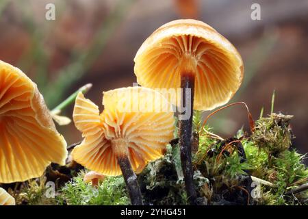 Xeromphalina campanella Pilze, auch goldene Trompete und Glocke Omphalina genannt, wachsen aus dem Waldboden in der Nähe des Little Lava Sees im c Stockfoto