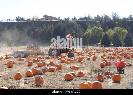 Ein Landwirt nimmt seine Besucher kurz vor Halloween mit auf Heufahrten in einem mit großen Kürbissen gefüllten Feld in einem Pumpkin Patch in der Terrebonne, Oregon. Stockfoto