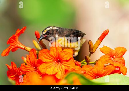 Bananaquit sucht Nektar in einer scharlachroten Cordia Pflanze, Grenadinen, Karibik. Stockfoto