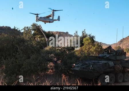 Die US-Marines mit dem 1. Light gepanzerten Aufklärungsbataillon, 1. Marine Division, sichern ein Gebiet mit einem LAV-25 Light gepanzerten Fahrzeug, während ein MV-22 Osprey während eines taktischen Rückholens von Flugzeugen und Personal-Kurses startet, der von der Amphibious Raids Branch, Expeditionary Operations Training Group, I Marine Expeditionary Force, im Marine Corps Base Camp Pendleton, Kalifornien, Kalifornien, 30. Oktober 2024 veranstaltet wird. Der TRAP Kurs vermittelt Marines das Wissen und die Fähigkeiten, die sie benötigen, um Flugzeuge und Personal in potenziellen Such- und Rettungssituationen beim Einsatz zu bergen. (Foto des U.S. Marine Corps von CPL Simon Stockfoto