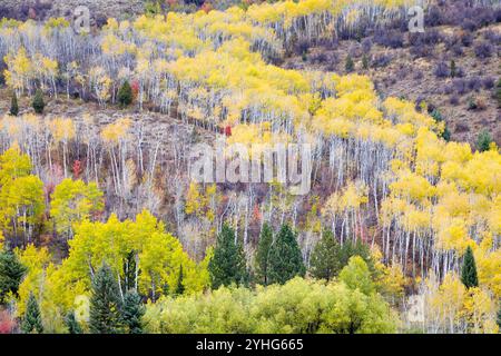 Herbstblätter haften an Aspenbäumen an einem Berghang in den Snake River Mountains. Bridger-Teton National Forest, Wyoming Stockfoto