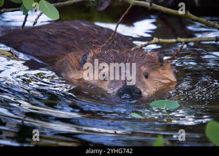 In einem Teich im Grand Teton National Park, Wyoming, schwimmt ein Biber durch Aspen-Äste. Stockfoto