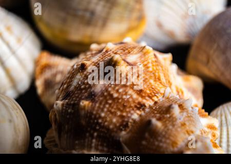 Nahaufnahme komplizierter Muscheldetails vor einem verschwommenen Hintergrund verschiedener Muscheln am Strand Stockfoto