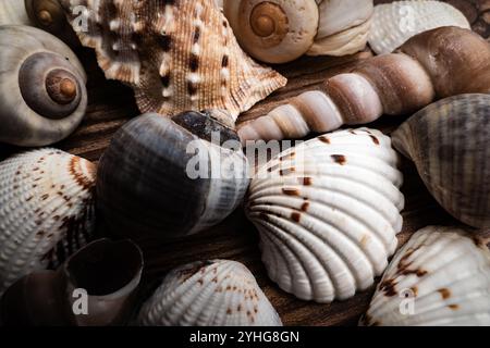 Nahaufnahme verschiedener Muscheln mit komplizierten Texturen auf hölzernem Hintergrund Stockfoto