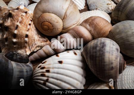 Details verschiedener Muscheln aus nächster Nähe mit komplexen Mustern und Texturen in einer natürlichen Umgebung Stockfoto