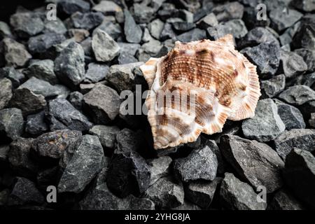 Nahaufnahme einer strukturierten Schale auf dunklem, felsigem Boden in einer natürlichen Umgebung Stockfoto